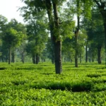 Jorhat Beyond Tea Gardens: A Cultural Travel Guide to Assam’s Tea Capital and Gateway to Majuli