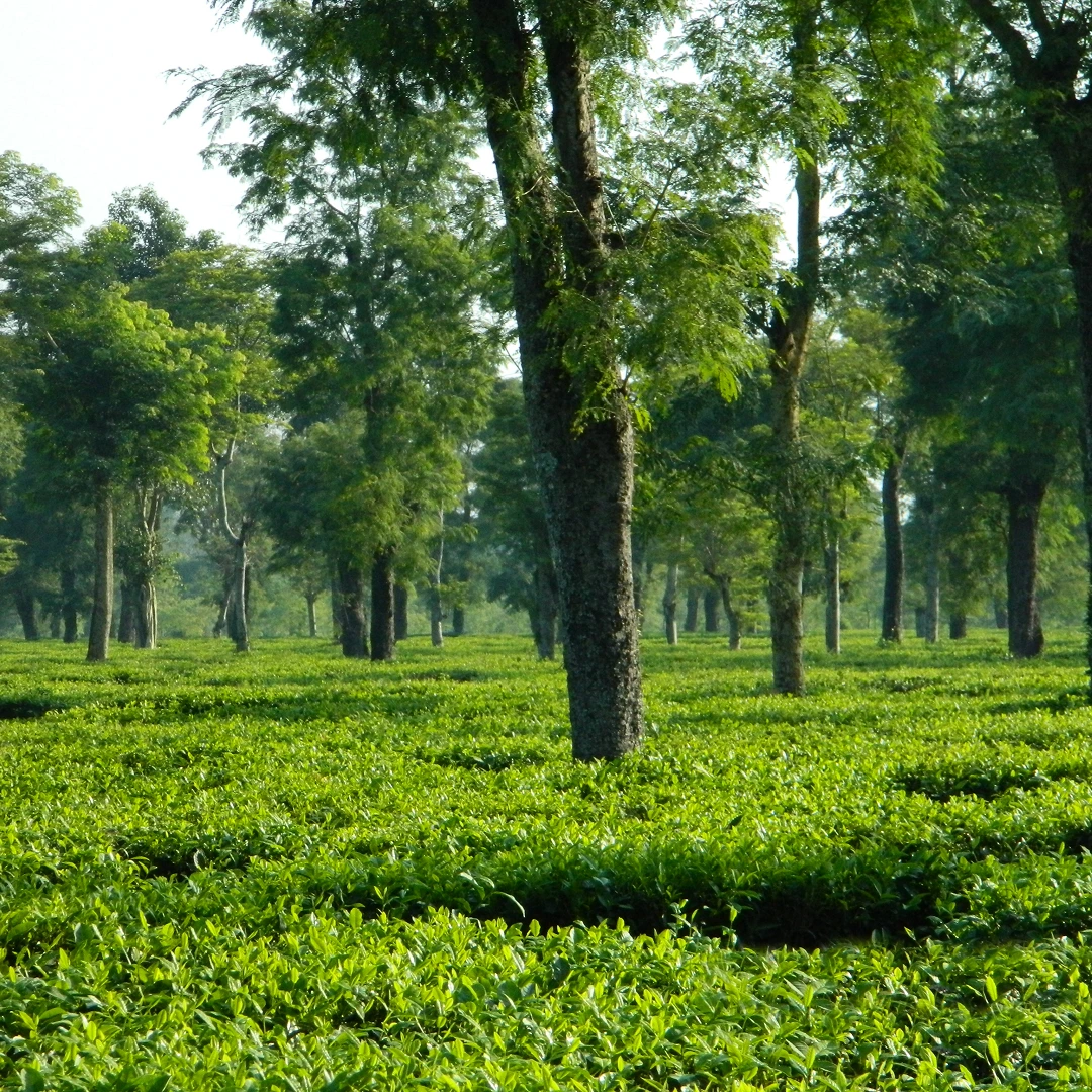 Jorhat Beyond Tea Gardens: A Cultural Travel Guide to Assam’s Tea Capital and Gateway to Majuli