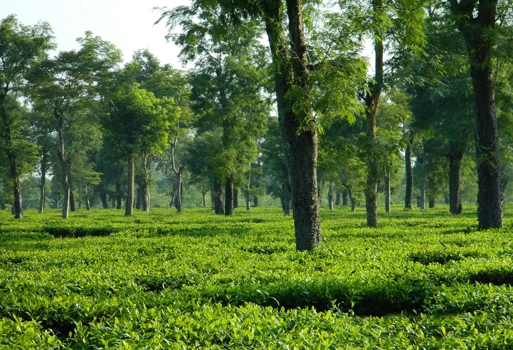 Tea Landscape Near Jorhat